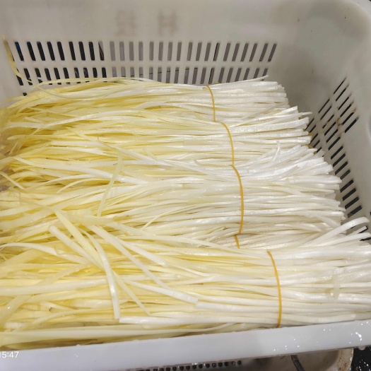 藤縣廣西精品韭黃 新鮮種植 貨量充足