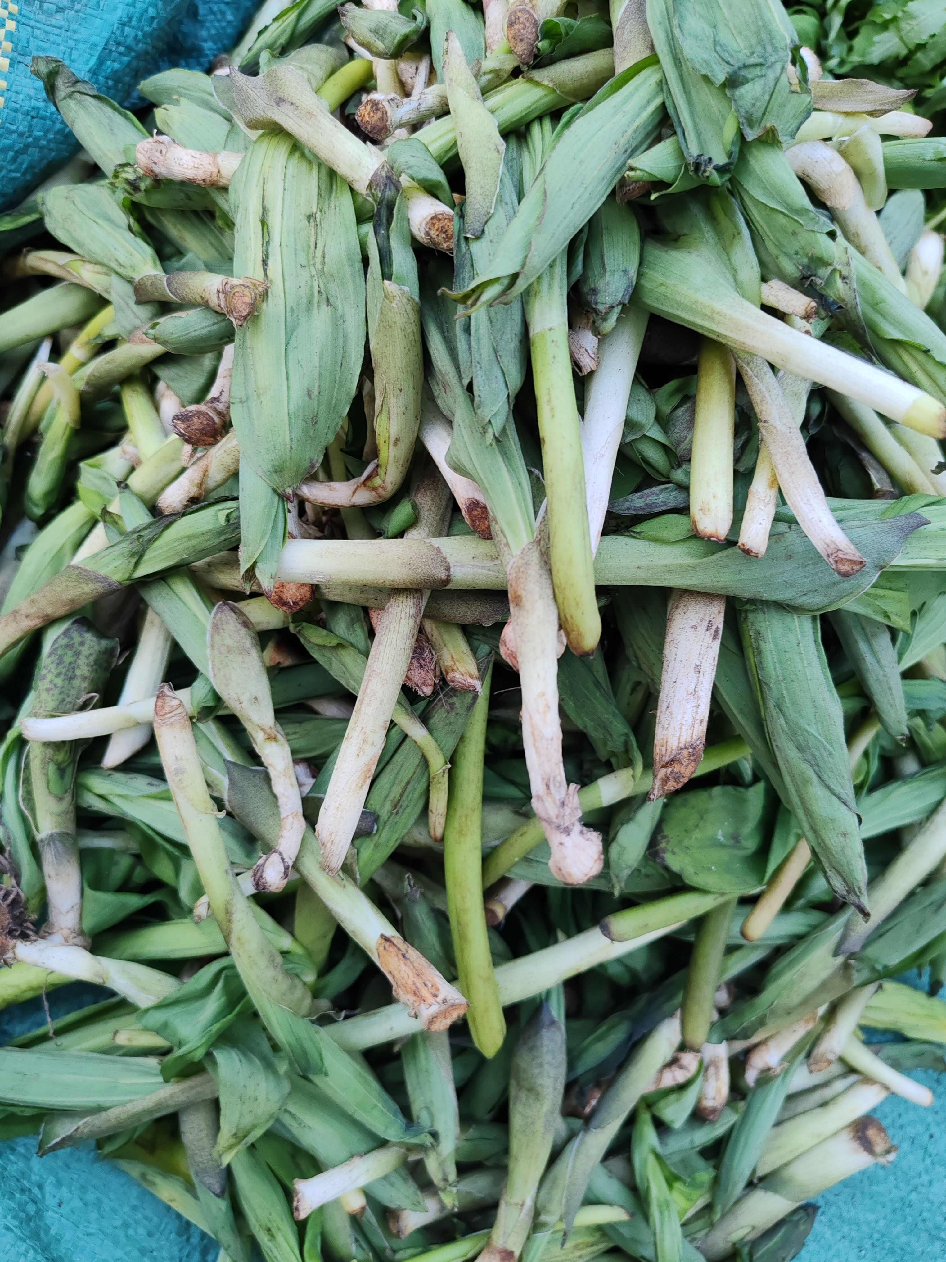 云南怒江新鮮空心菜生態(tài)種植現(xiàn)摘現(xiàn)發(fā)