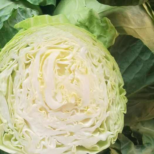 厦门25年新货，产地直销福建 漳州 现货甘蓝，量大价优