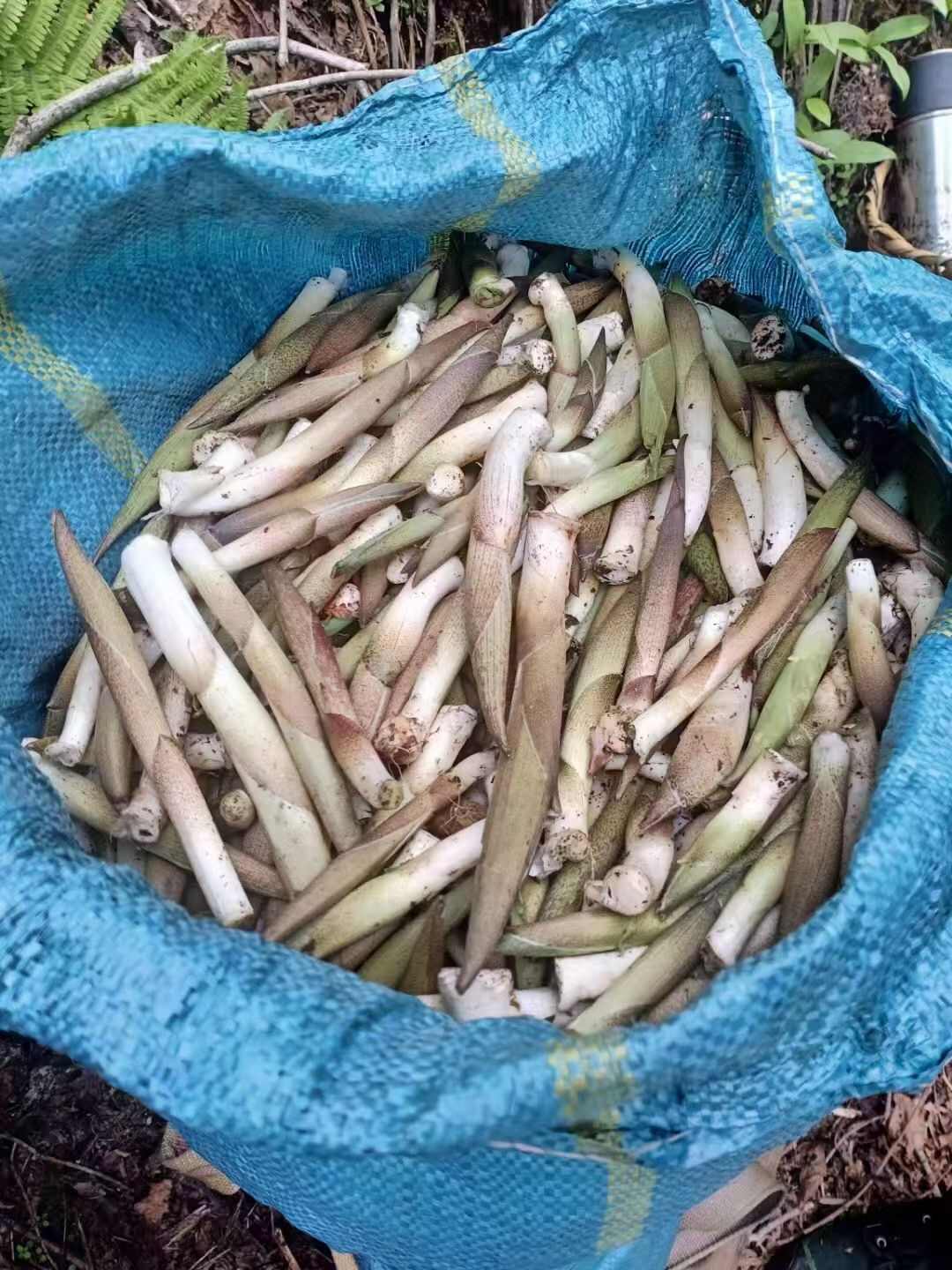 云南怒江新鮮空心菜生態(tài)種植現(xiàn)摘現(xiàn)發(fā)