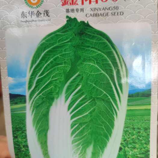 通海县新鲜白菜苗 种苗基地直供蔬菜幼苗 抗病 绿色种植