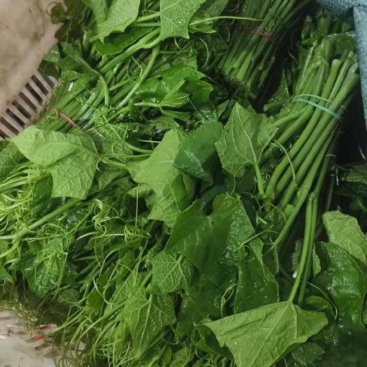杨瓜尖龙须菜
