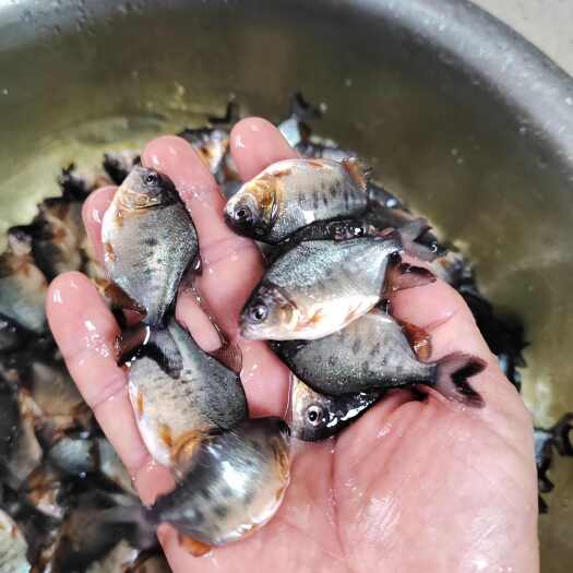 高州市淡水白鲳鱼，淡水红腹鲳鱼，鲳鱼苗，3月大1斤