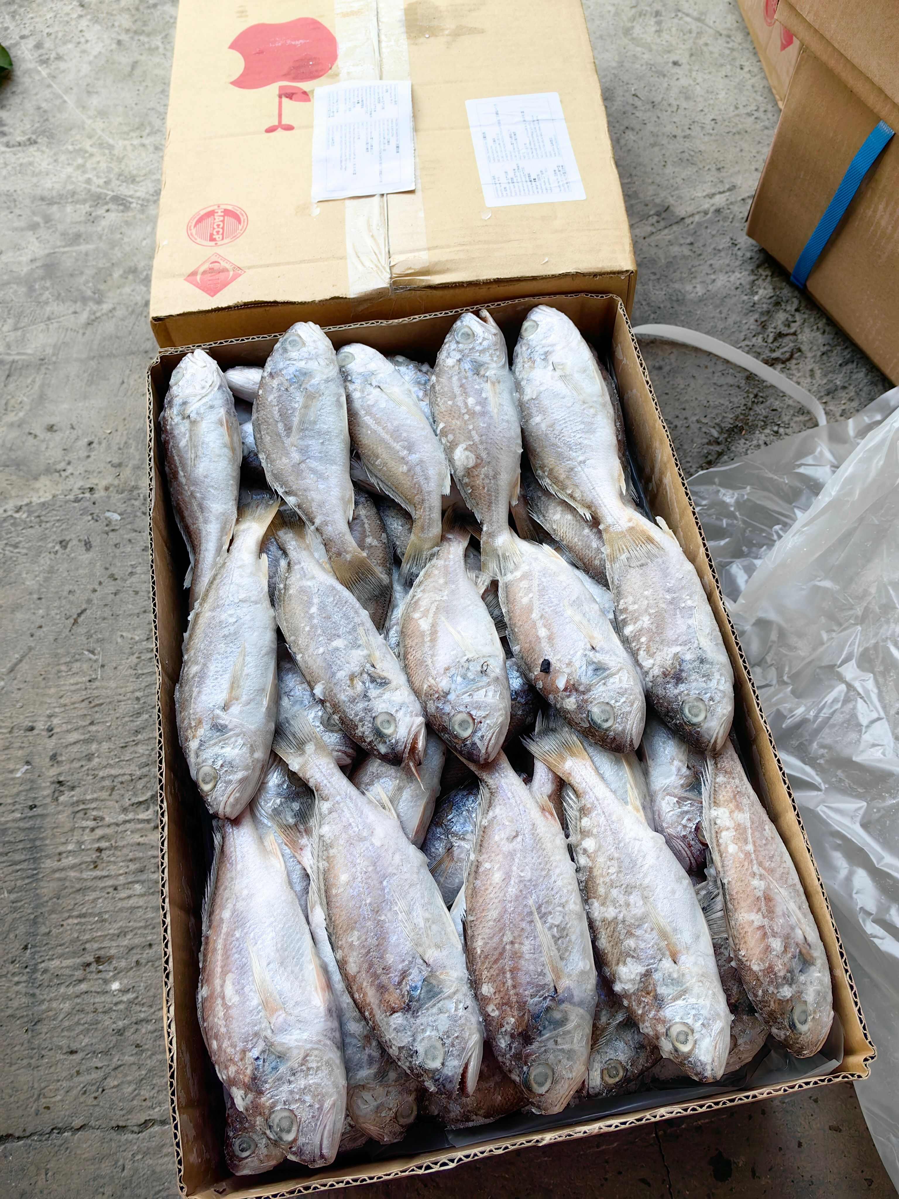 带鱼舌鳎鱼黄姑鱼