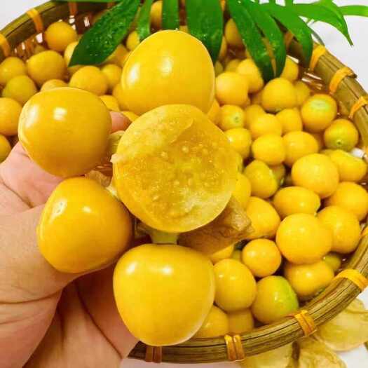 衡阳东北姑娘果灯笼果种子种籽红甜大黄姑娘四季盆栽水果种子果苗果树