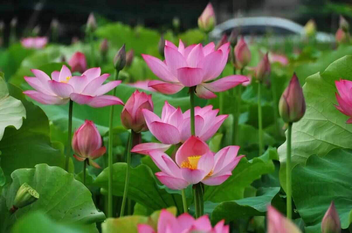 荷花种子 红荷花莲子种子高 产莲藕种苗食用池塘观赏河道绿