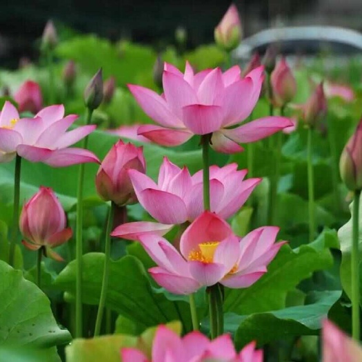 荷花种子 红荷花莲子种子高 产莲藕种苗食用池塘观赏河道绿
