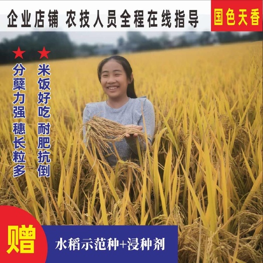 成都水稻种子中浙优8号香稻优质长粒米抗病抗倒杂交水稻稻谷种子