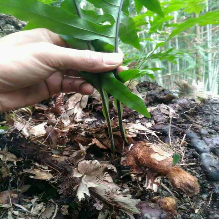 骨碎补鲜货 干货 大货供应。欢迎咨询洽谈合作