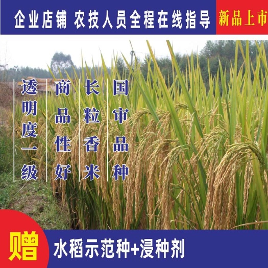 水稻杂交种子抗倒好抗病强米饭清香长粒国标一级米国审品种丝苗种