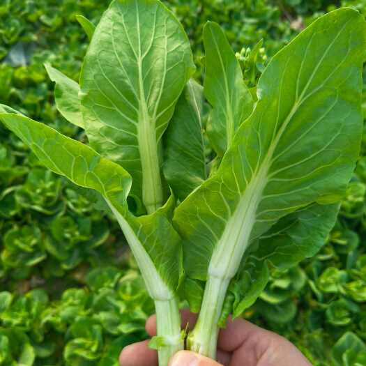 太和县精品毛白菜苔，白菜苔，全国发货，质量保证，产地直发