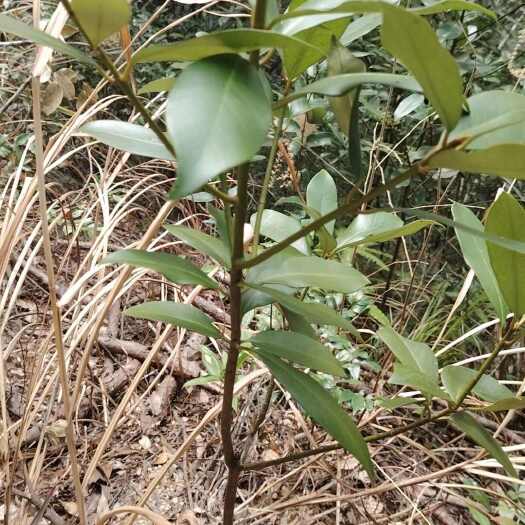 三明野山竹，种苗