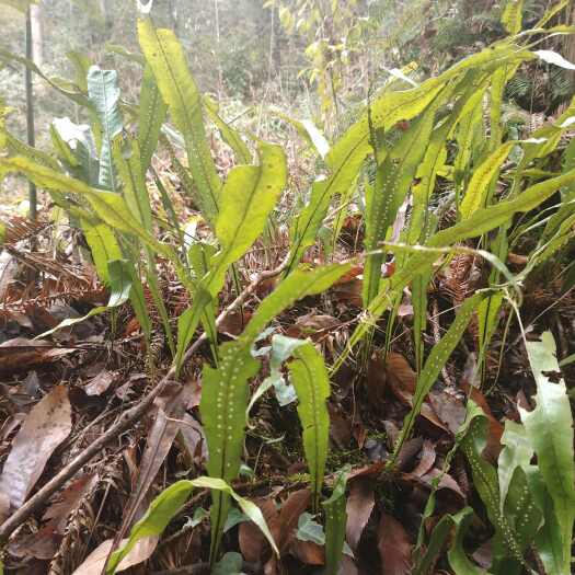 平塘县化石草