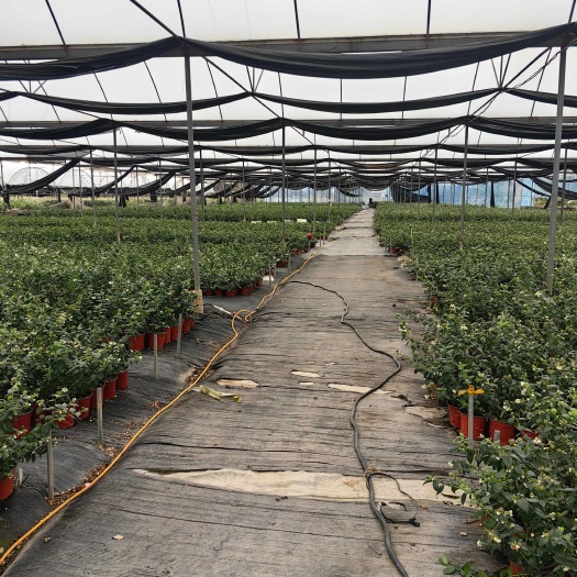 佛山南方蓝莓盆栽，蓝莓苗F6，L25组培苗
