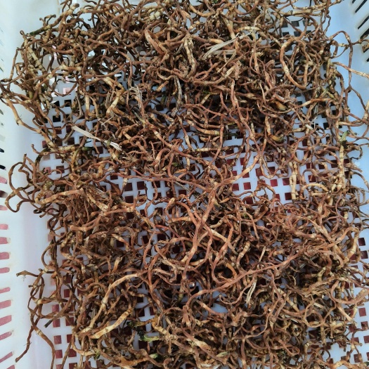 泸西县农村自己栽种的老品种折耳根细根，无农药残留。