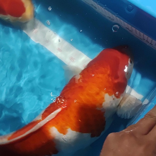 厦门血锦鲤红白大正昭和芥子绯写白写黄金茶鲤火鲤落叶时雨锦鲤