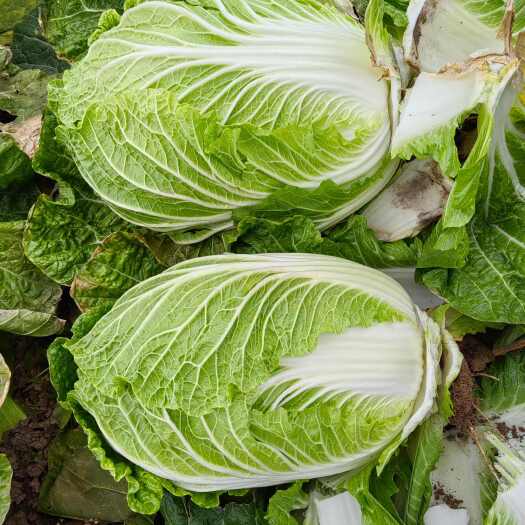 新野县矮棵4黄心白菜