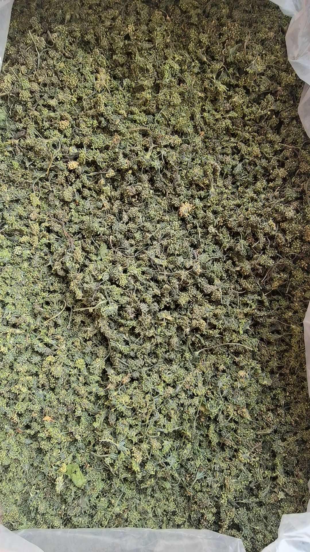 人参花 参花 中药材 长期供应中药材 滋补养生