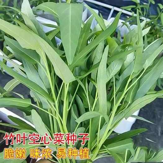 衡阳竹叶空心菜中叶种籽易种种籽竹叶菜多次采收四季盆栽播种蔬菜种子