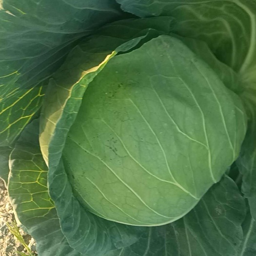 博罗县优质包菜新鲜采摘广东惠州博罗县发货保证蔬菜质量甘蓝品类丰富