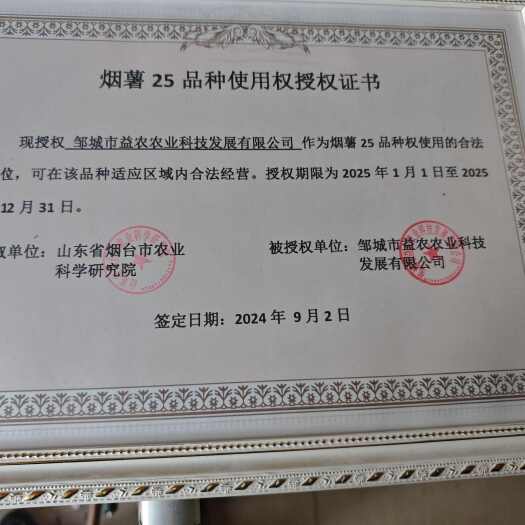 泗水县原种脱毒烟薯25号红薯苗  ，新茬地高科技大棚