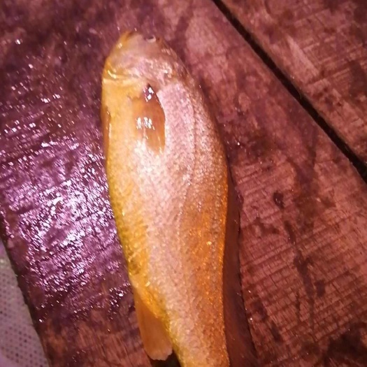 深海游大黄鱼