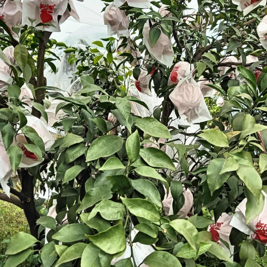 青神县耙耙柑
