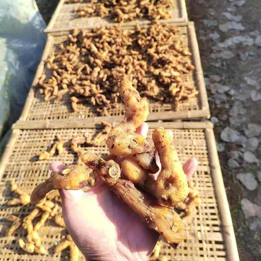 保康县黄精干货鸡头黄精湖北保康产地直销鸡头黄精