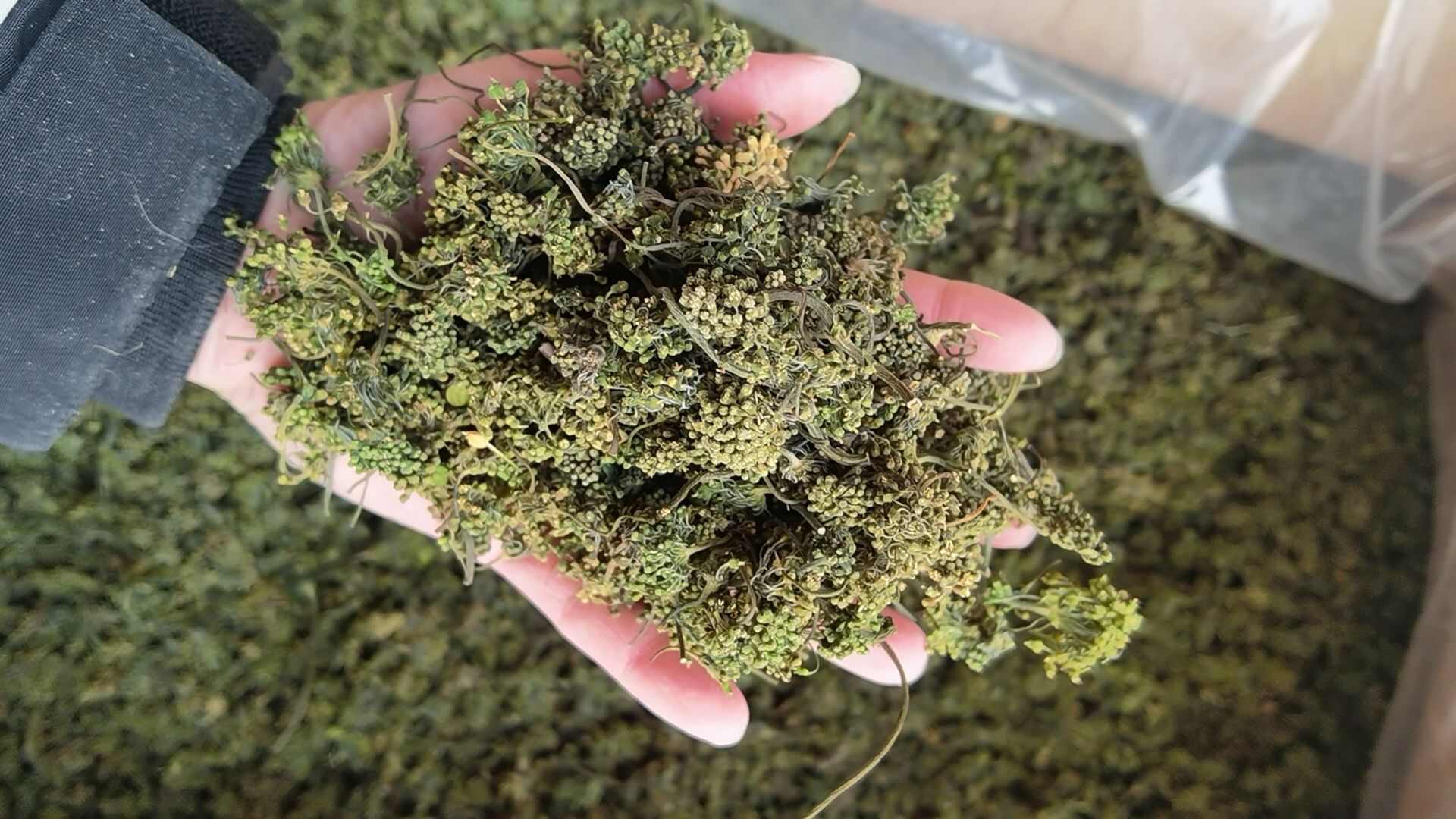 人参花 参花 中药材 长期供应中药材 滋补养生