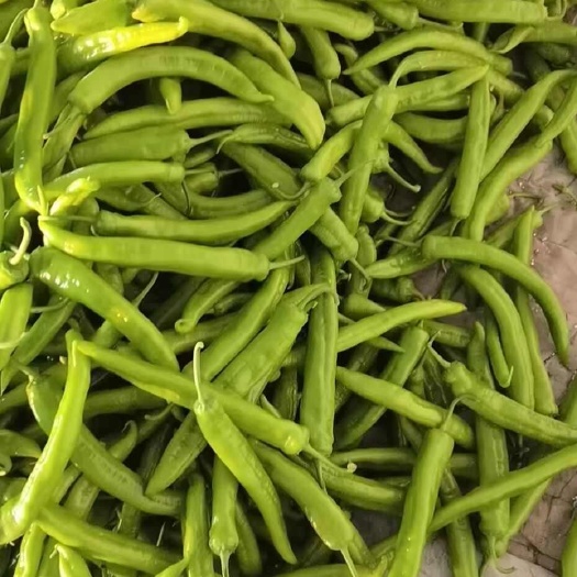 青州市青州高温绿皮尖椒大量上市量大质优