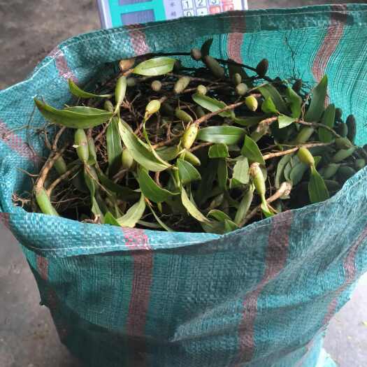 兴义市（热销）石橄榄（双叶中果）