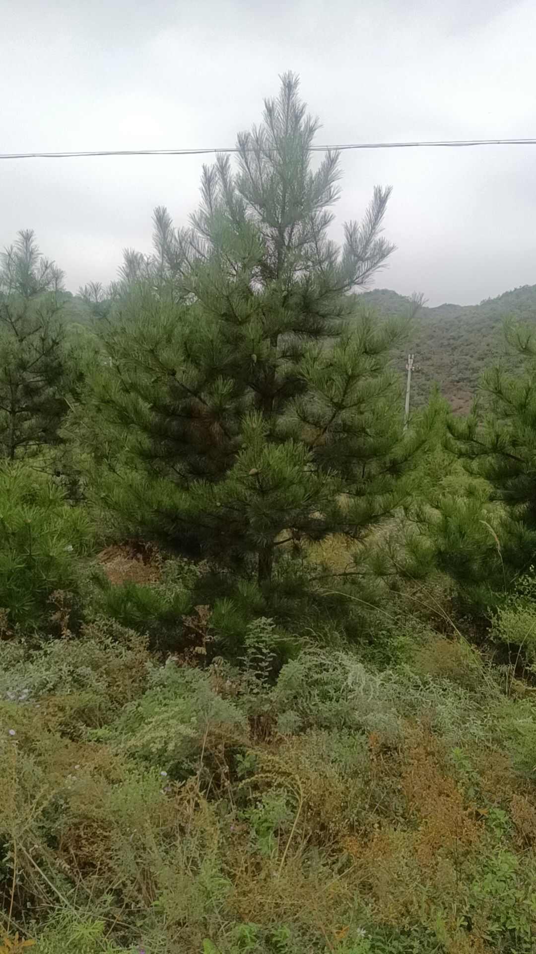 3-5米各种规格油松，量大质优