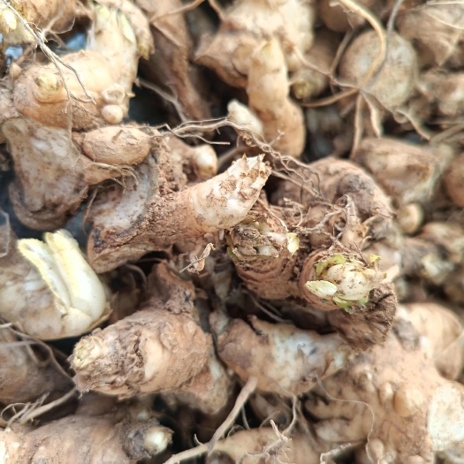 亳州现挖玄参芽子批发零售，量大从优