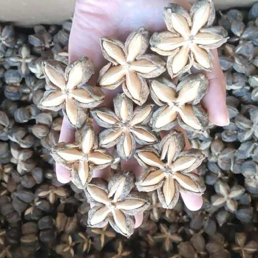 美藤果别称印加果，星油果，星油藤，属大戟目，大戟科