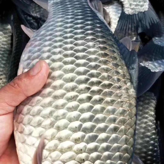 广州鲫鱼苗，中科三号鲫鱼苗，中科五号鲫鱼苗，工程鲫鱼苗，鲫鱼水花