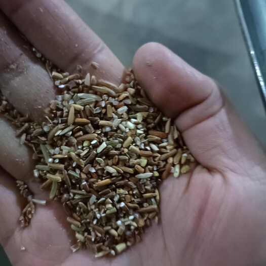 原阳县碎米糙米碎碎米粒糙米碎鸡鸭鹅饲料