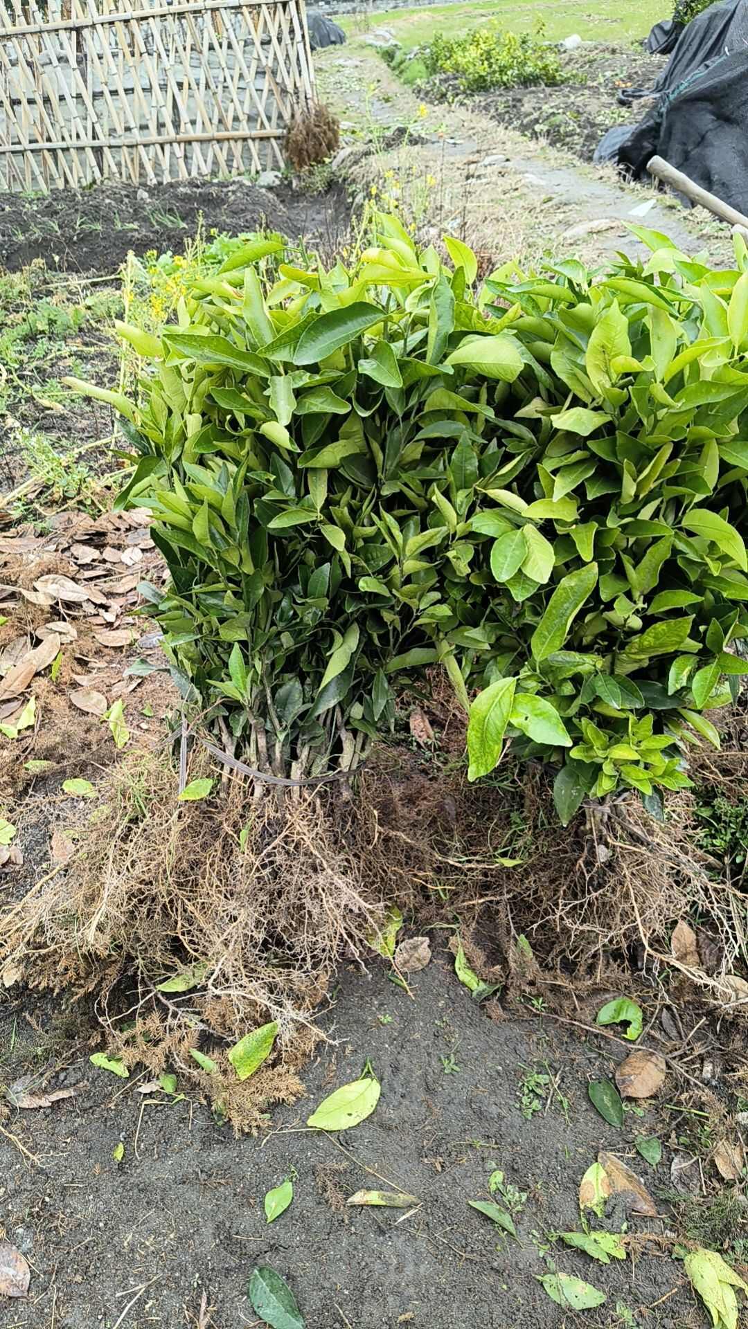 优质沃柑苗  保质保量假一赔十，基地直销包湿发货