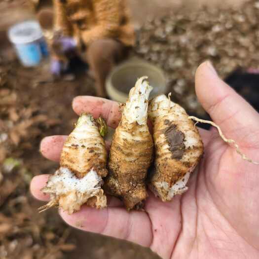 亳州玄参芽 改良玄参芽 黑参芽 基地发货玄参种芽 大量供应提供