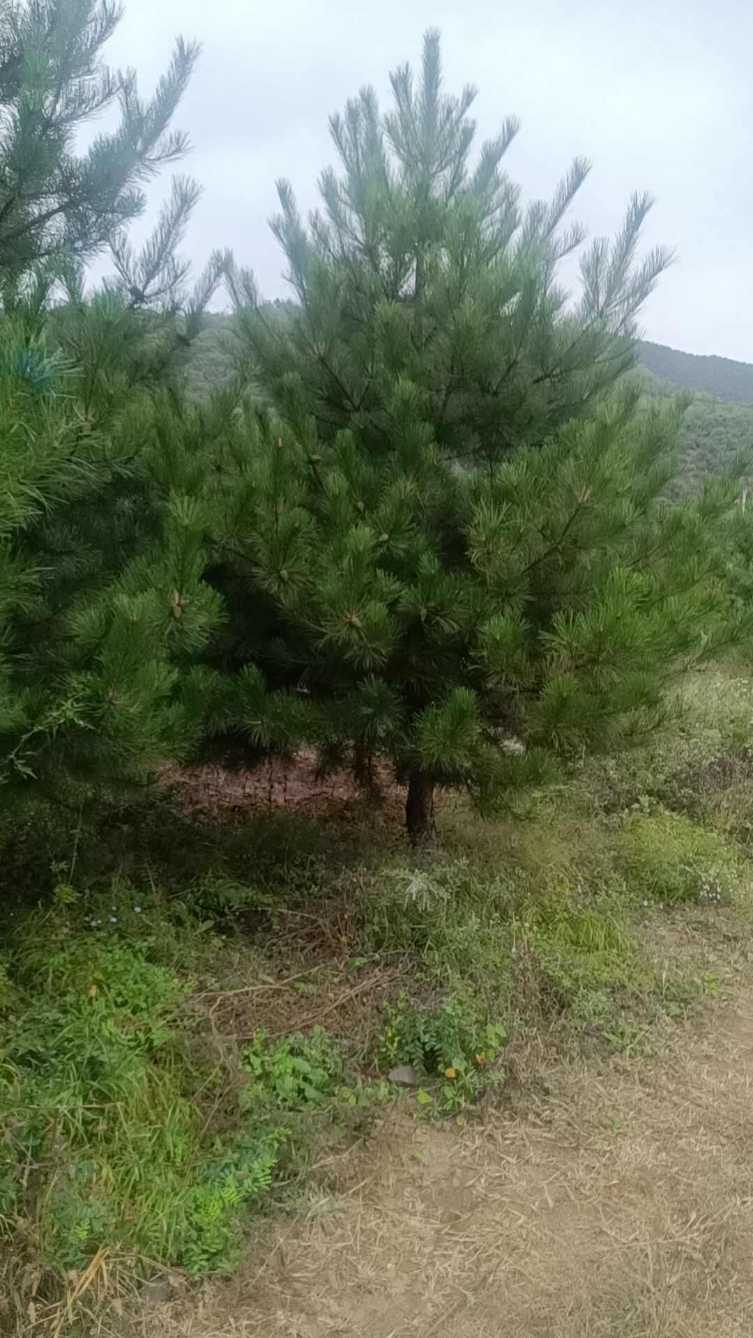 3-5米各种规格油松，量大质优