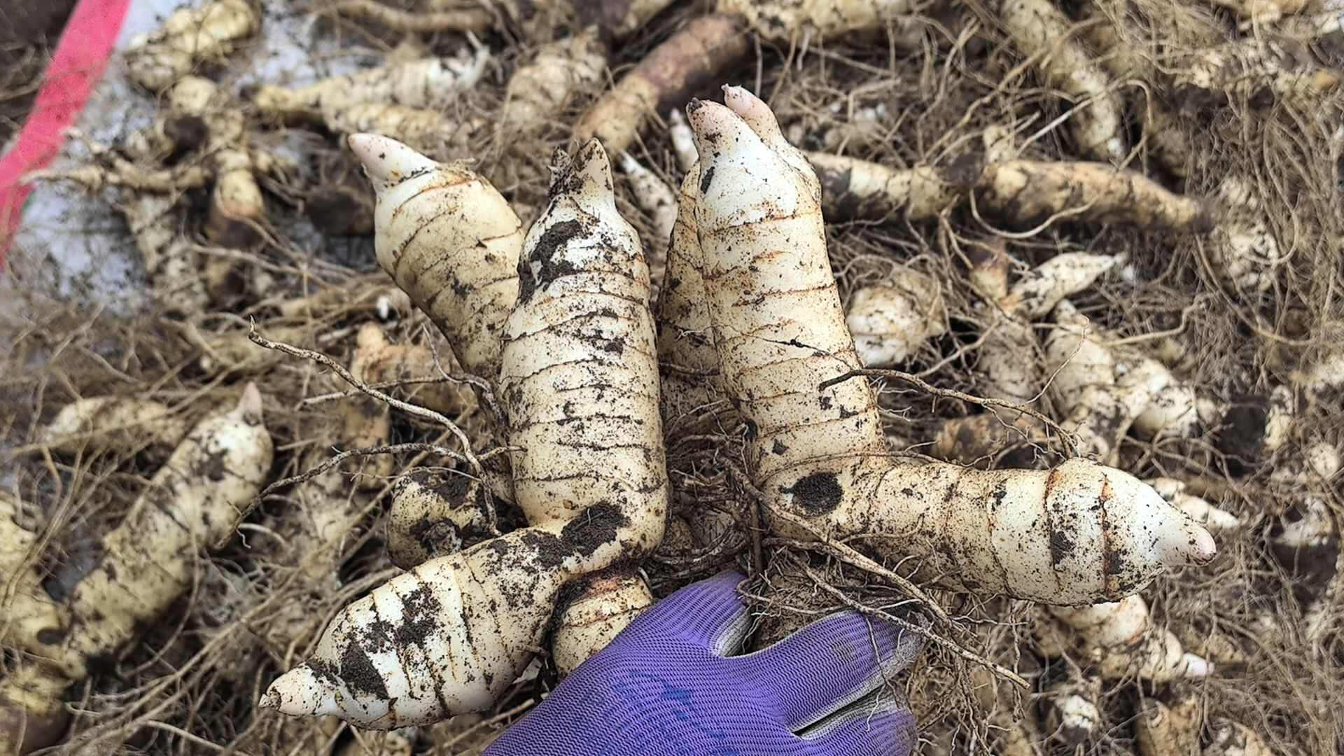 清原县大量供应东北鸡头黄精鲜货，产地直发，量大优惠！