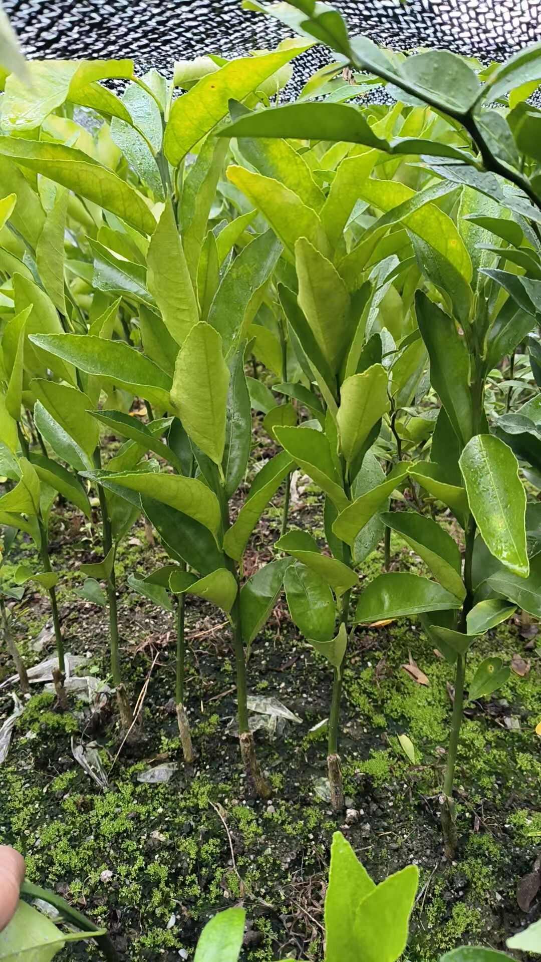 优质沃柑苗  保质保量假一赔十，基地直销包湿发货