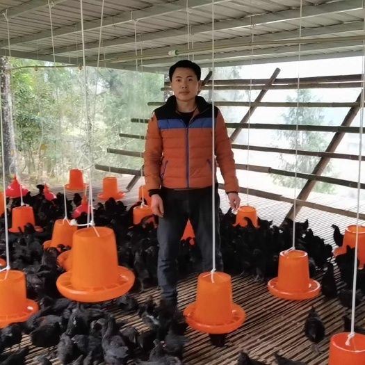 彭水五黑脱温鸡