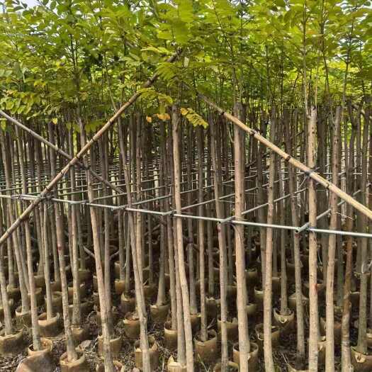 普宁市火焰木5-10公分