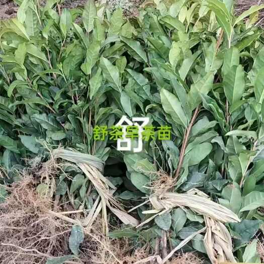 岳西县舒茶早 安徽岳西优质茶树苗 强壮健康易成活 品种多样