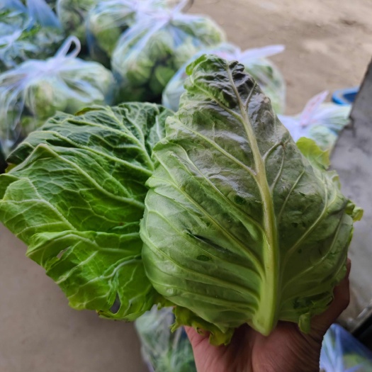 枝江市湖北枝江牛心甘蓝，一手货源