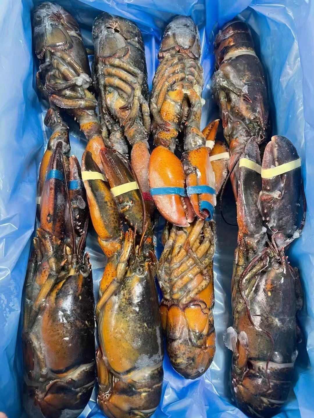 波士顿龙虾