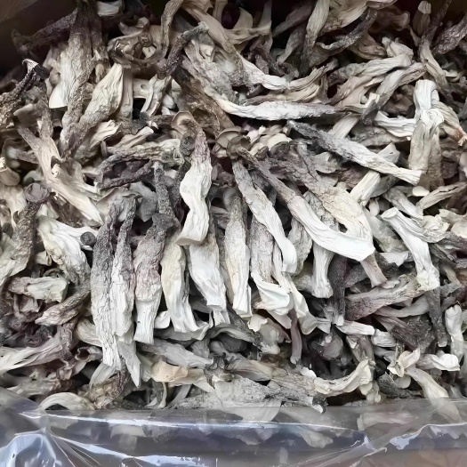 【鹿茸菇专批】福建古田鹿茸菇干货批发大量现货厂家直发欢迎合作