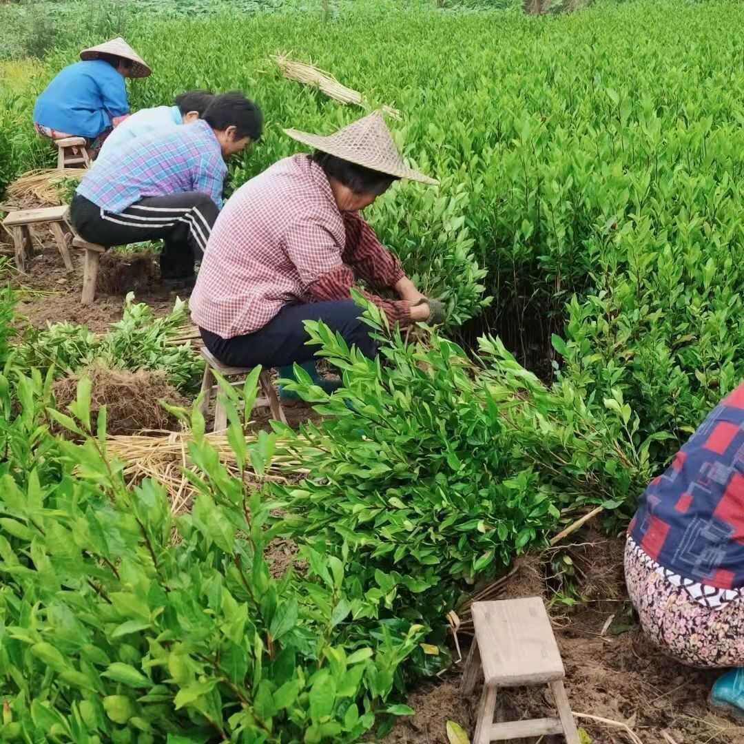 龙井43号茶树苗  茶叶苗 无性繁殖茶树苗 龙井43