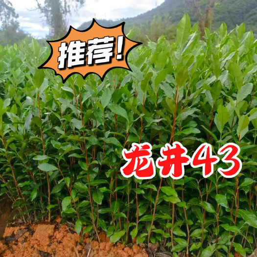 岳西县安徽岳西优质茶叶苗 龙井43 一年苗(高10-30公分)