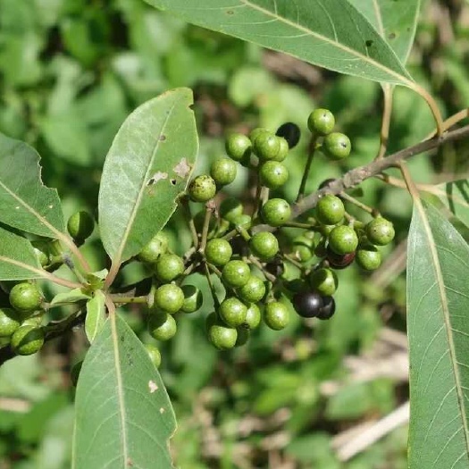 西昌市木姜花（香料）
